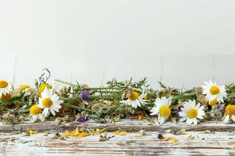 Mélange de camomille avec d’autres plantes : synergies végétales