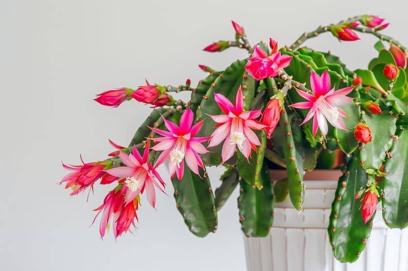 Température optimale pour le cactus de Noël