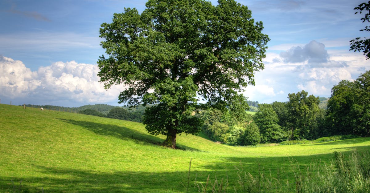 découvrez l'agrivoltaïque, une solution innovante combinant agriculture et production d'énergie solaire pour un développement durable et une meilleure utilisation des terres.