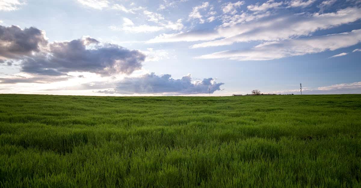 découvrez l'agrivoltaïque, une solution innovante combinant production agricole et énergie solaire pour un avenir durable et rentable.