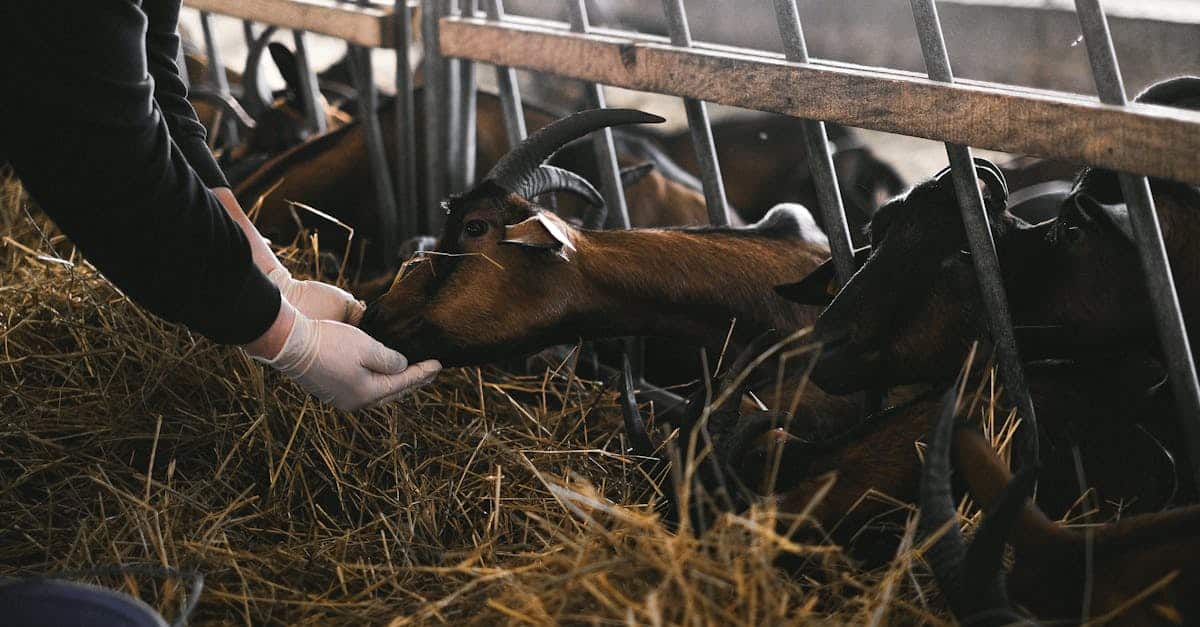 découvrez nos conseils et solutions pour une nutrition animale optimale, assurant la santé et le bien-être de vos animaux.