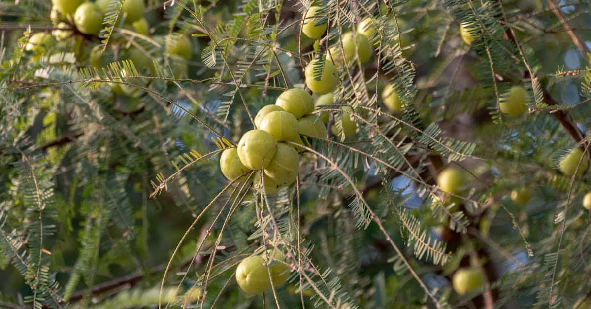 découvrez les bienfaits de la nutrition ayurvédique pour équilibrer votre corps et votre esprit grâce à des aliments naturels et adaptés à votre constitution.