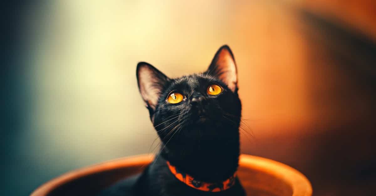 découvrez notre gamme de litières pour chat, offrant propreté, absorption optimale et contrôle des odeurs pour le bien-être de votre animal.