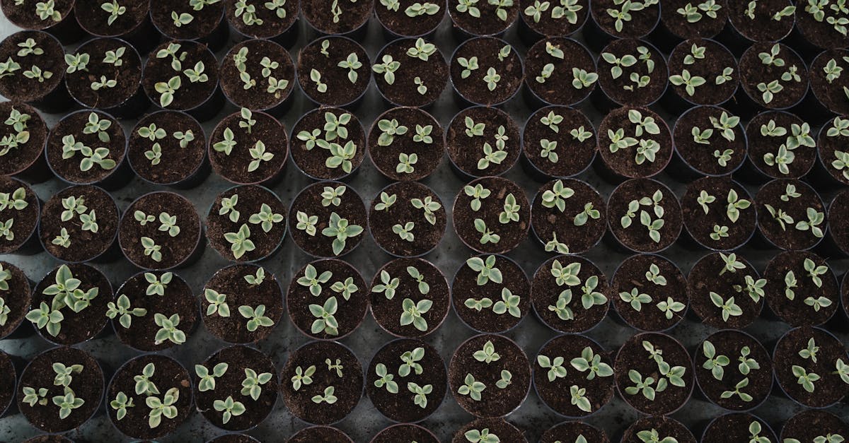 découvrez les meilleures pratiques pour la germination des graines de datte, incluant les étapes clés, les conditions idéales et les conseils pour réussir la pousse de vos plants.