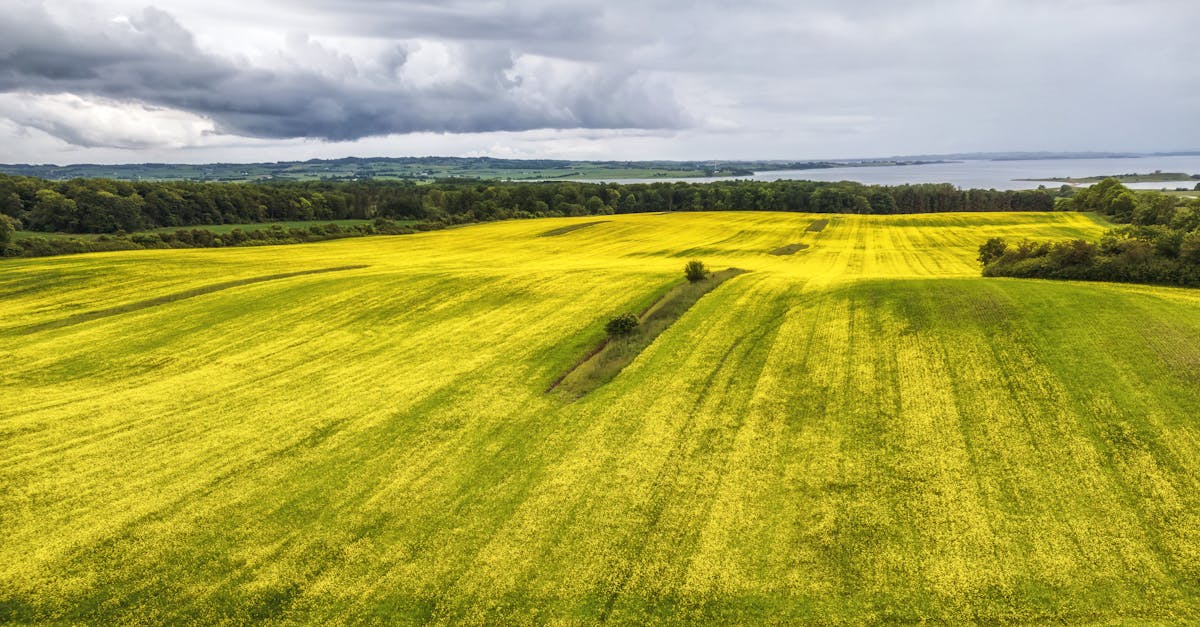 découvrez le danemark, un pays époustouflant alliant histoire riche, paysages magnifiques et culture moderne. explorez ses villes charmantes, ses traditions vikings et son mode de vie hygge unique.