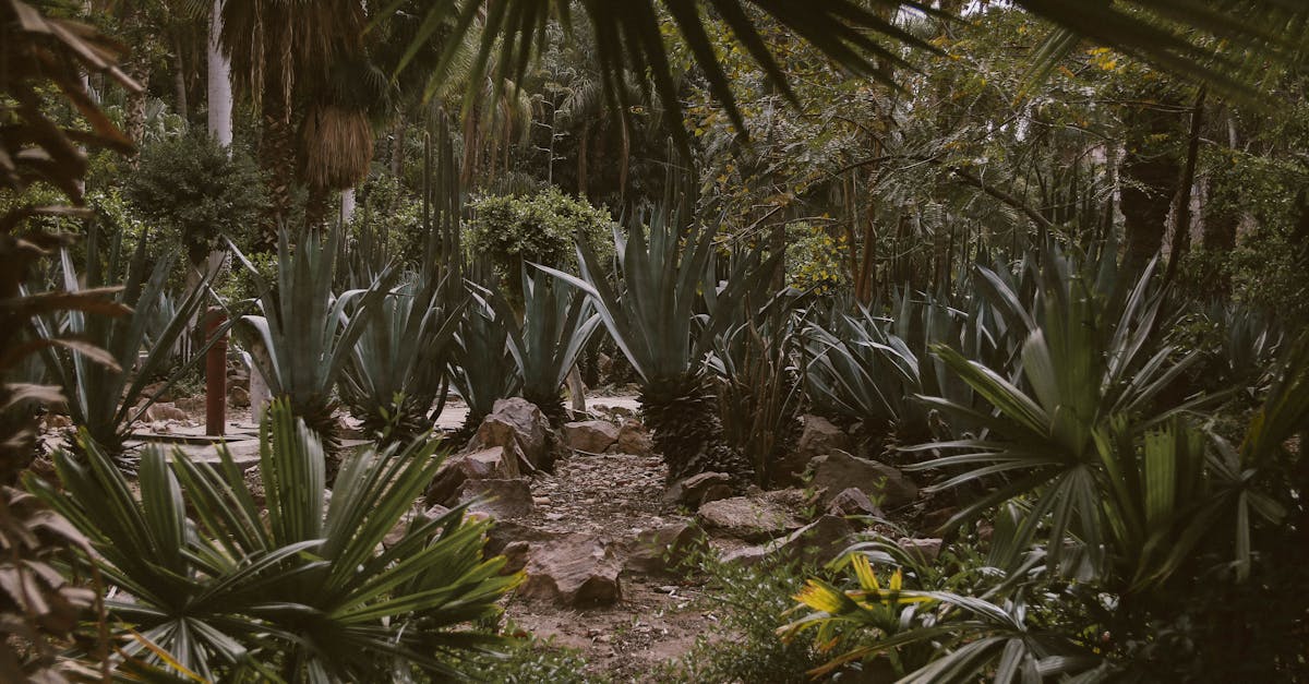 découvrez notre jardin écologique, un espace durable et respectueux de l'environnement favorisant la biodiversité et le bien-être naturel.