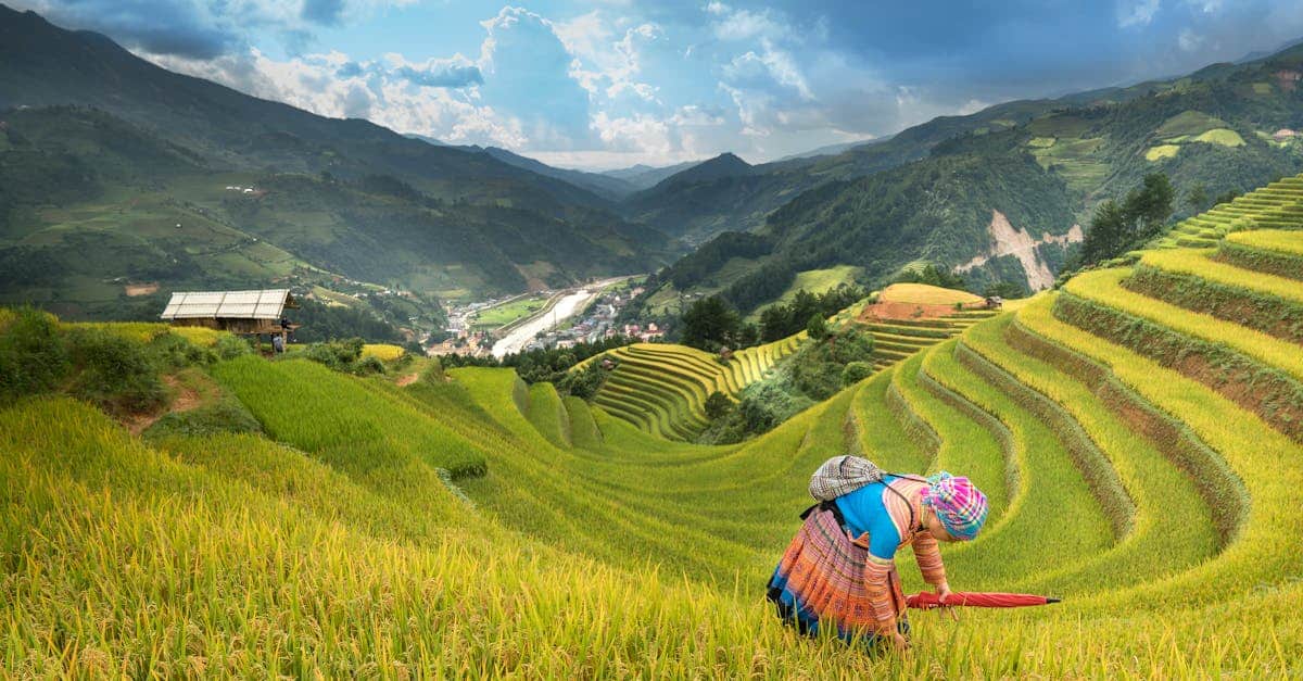 découvrez le métier de farmer : suivi des cultures, élevage d’animaux, gestion des terres et techniques agricoles pour une production durable et responsable.