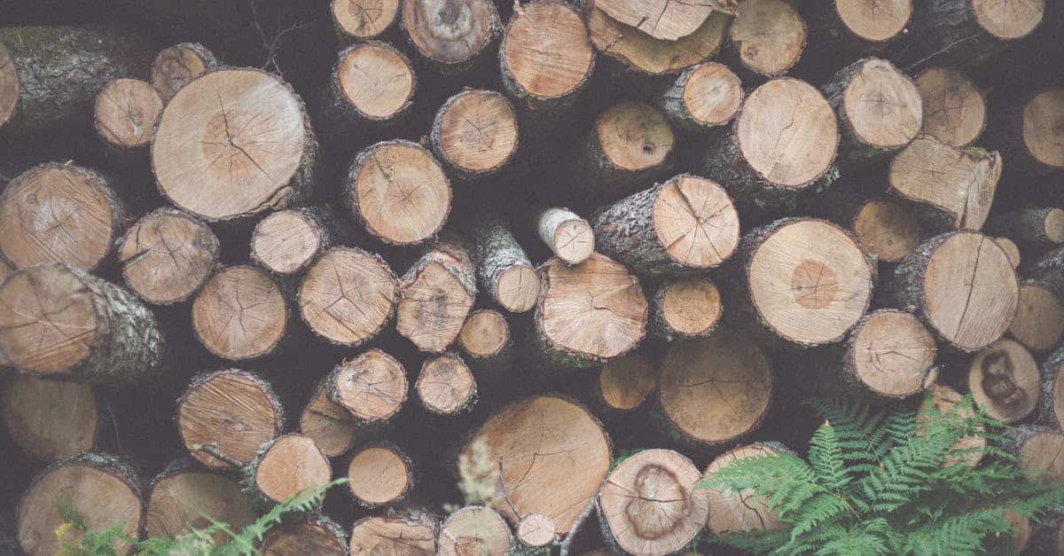 découvrez l'importance des ressources forestières, leur gestion durable et leur contribution essentielle à l'environnement et à l'économie.