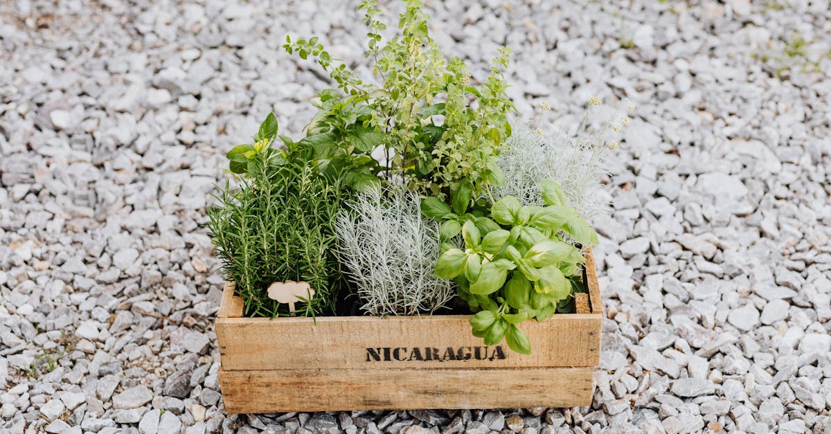 découvrez notre sélection d'herbes aromatiques pour sublimer vos plats et profiter de leurs bienfaits naturels.