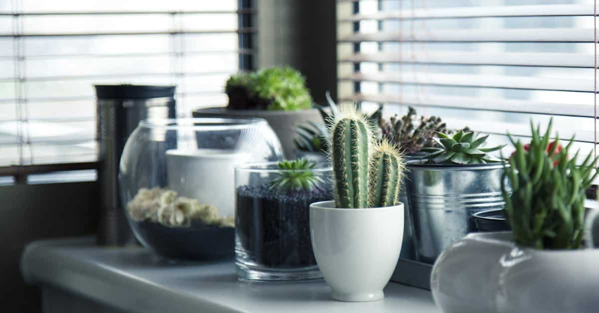 guide complet pour l'entretien des plantes d'intérieur : conseils pratiques pour arroser, fertiliser et maintenir vos plantes en bonne santé toute l'année.