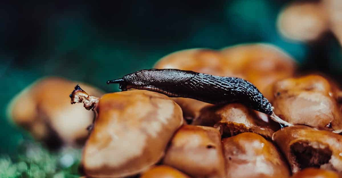 repousser naturellement les limaces avec notre solution efficace et écologique, sans produits chimiques nocifs pour votre jardin.