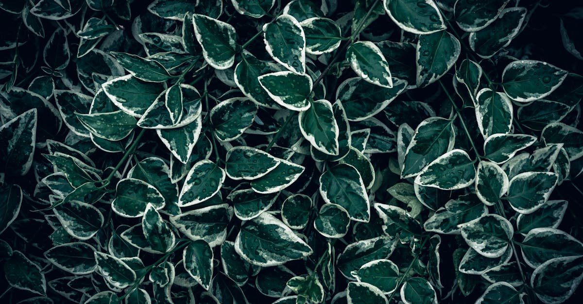 découvrez le samphire, une plante marine savoureuse et croquante, idéale pour agrémenter vos plats de fruits de mer et salades.
