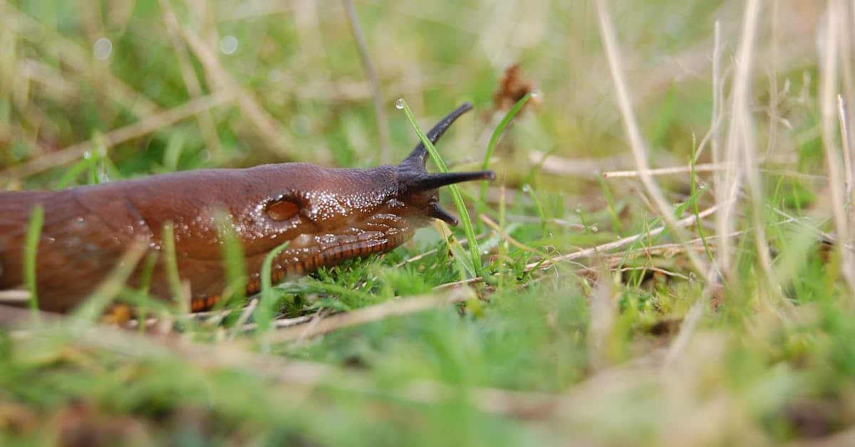 découvrez nos granulés de bois compressé (slug pellets) de haute qualité, idéaux pour un chauffage écologique et économique. profitez d'une combustion optimale et respectueuse de l'environnement.