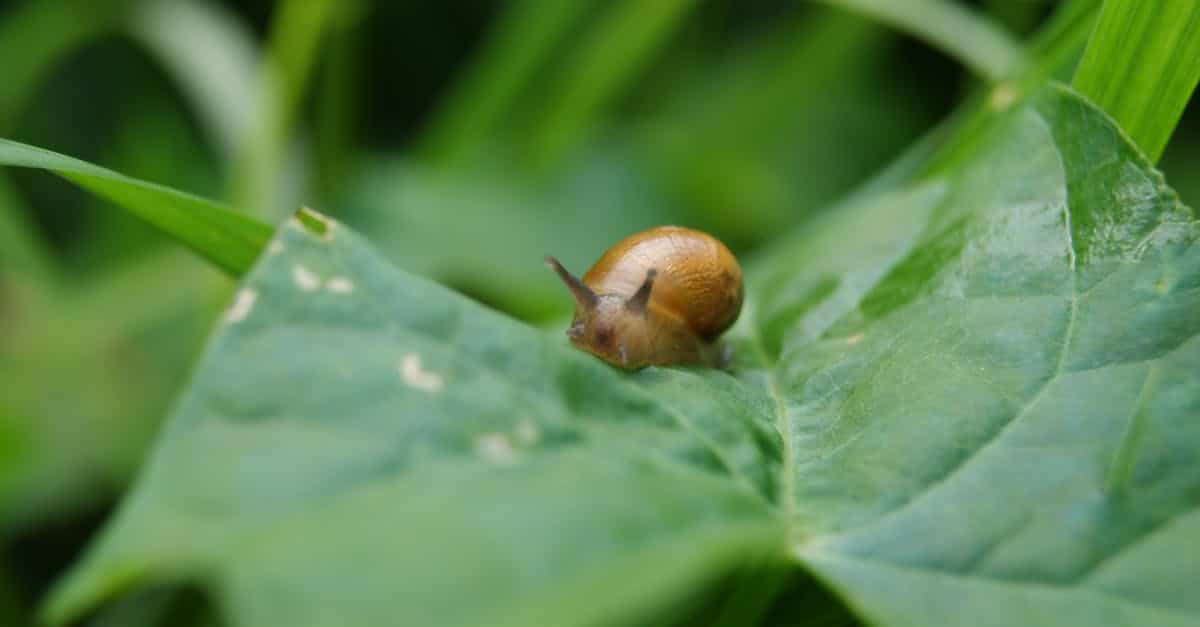 découvrez tout sur le slug trap, une méthode efficace pour capturer les limaces et protéger votre jardin naturellement.