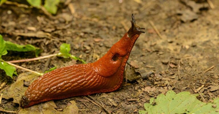 découvrez tout sur la slug trap, une méthode efficace pour capturer et contrôler les limaces dans votre jardin afin de protéger vos plantes.