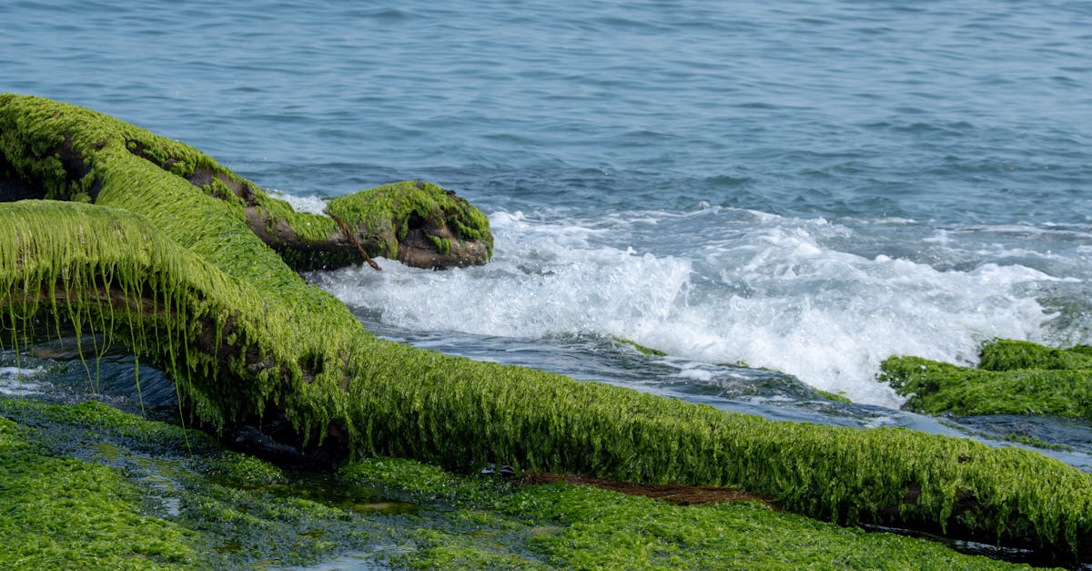 découvrez la spiruline, une algue riche en protéines, vitamines et antioxydants, idéale pour booster votre énergie et renforcer votre système immunitaire.