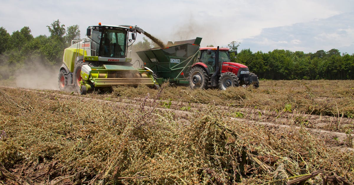 découvrez les techniques et conseils pour une production optimale de luzerne, une plante fourragère essentielle pour l'alimentation animale.