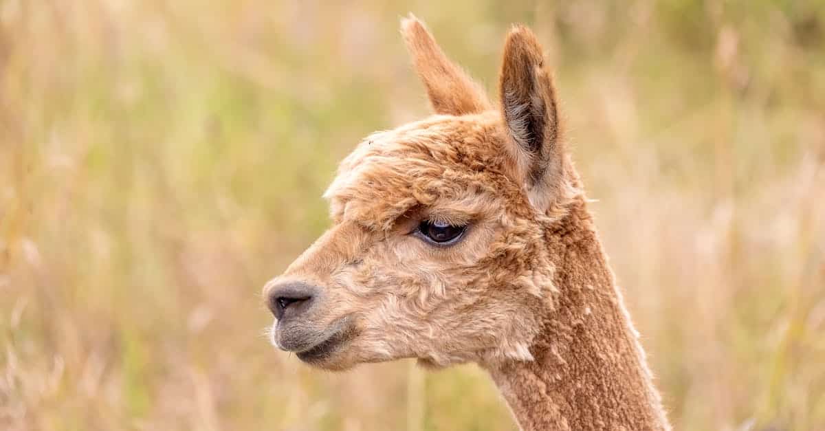 découvrez notre ferme d'alpagas, un endroit unique pour rencontrer ces animaux doux et fascinants. promenades, visites guidées et moments de partage garantis.