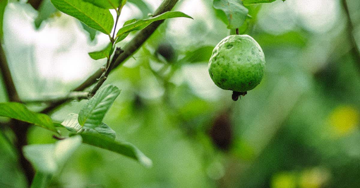 découvrez nos fruits à maturation rapide, parfaits pour une consommation rapide et fraîche. profitez de saveurs délicieuses et d'une récolte accélérée pour vos besoins culinaires.