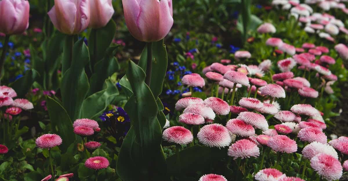 découvrez notre sélection de fleurs de jardin pour embellir vos espaces extérieurs avec des couleurs et des parfums variés tout au long de l'année.