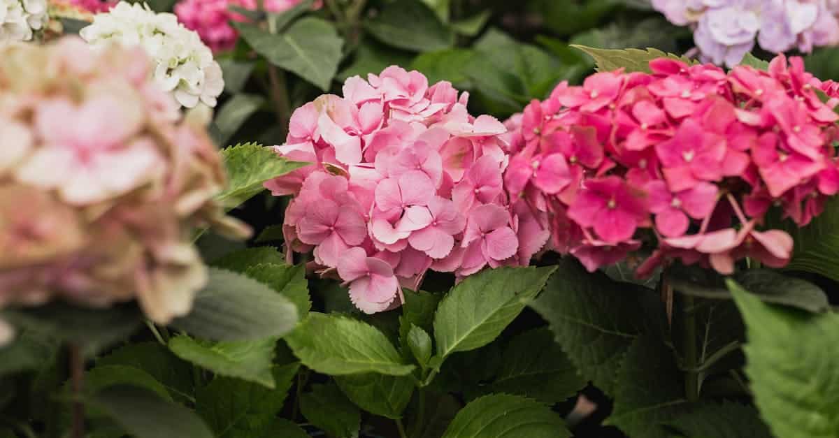 découvrez comment tailler les hortensias pour favoriser une belle floraison et une croissance saine tout au long de la saison.