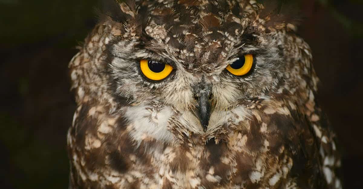 découvrez l'univers fascinant du prédateur nocturne, un chasseur discret et efficace qui règne dans l'obscurité.