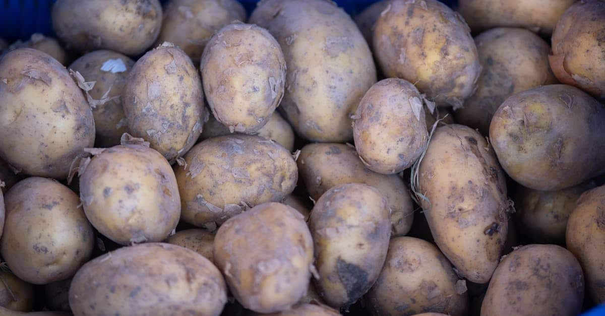 découvrez les meilleures plantes compagnes pour la culture de la pomme de terre afin d'améliorer la croissance, protéger contre les parasites et augmenter les récoltes.