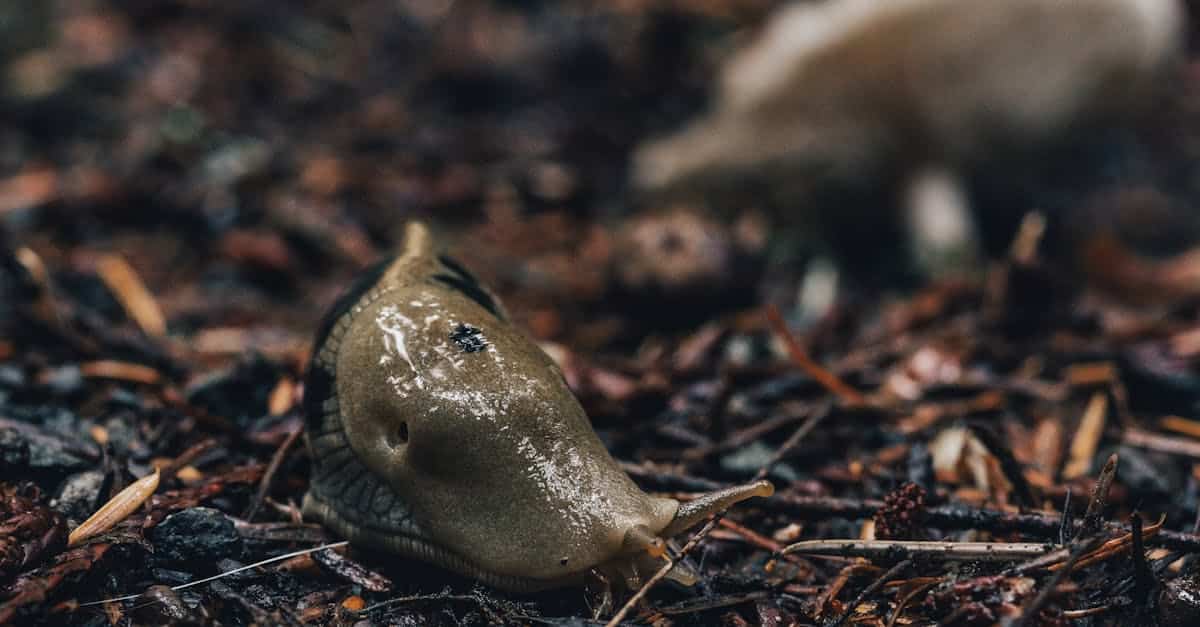 découvrez comment protéger efficacement vos plantes contre les limaces avec nos solutions naturelles et écologiques de protection slug.