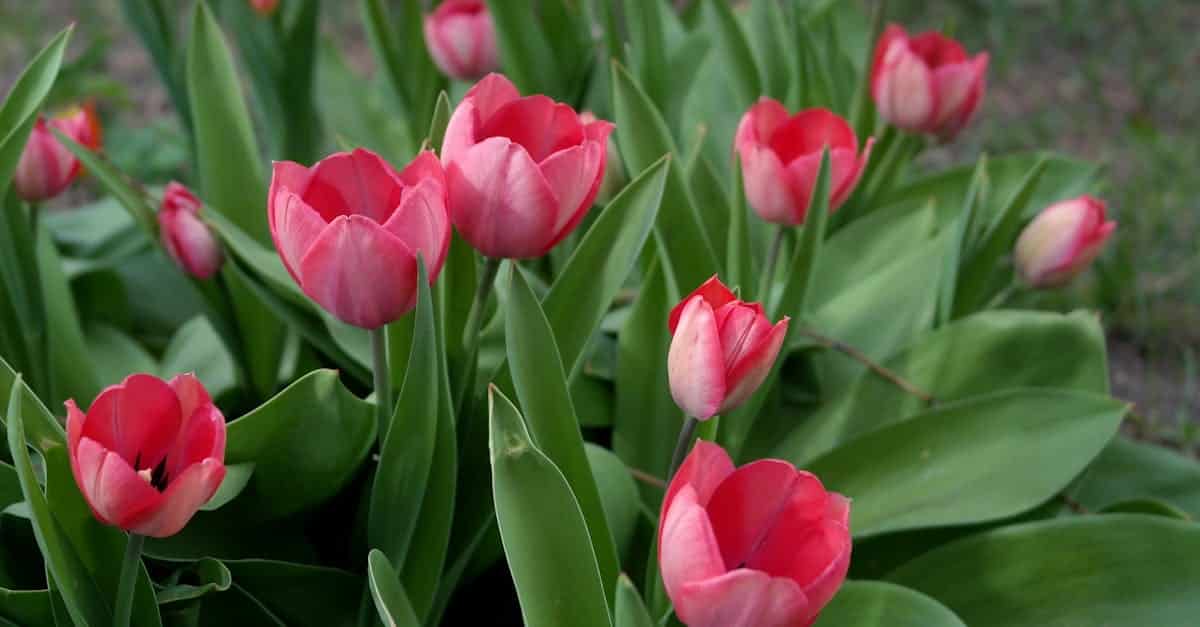 conseils et astuces pour le jardinage au printemps : préparez votre jardin, plantez fleurs et légumes, et profitez d'une saison florissante et colorée.