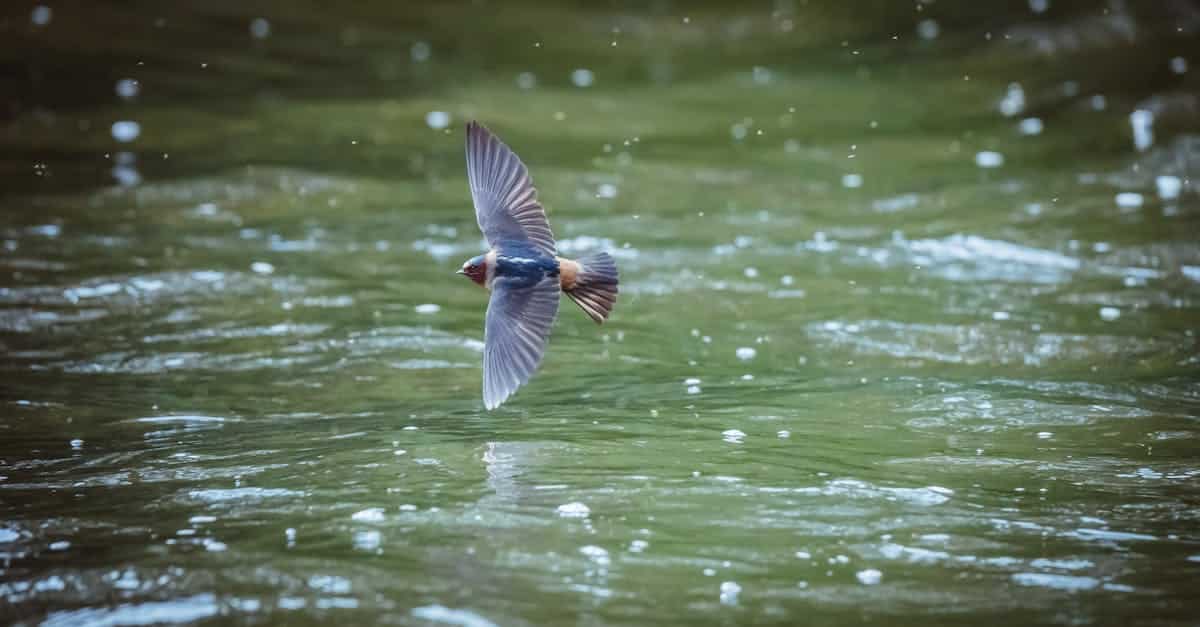 découvrez tout sur les hirondelles : leur habitat, comportement, migration et importance dans l'écosystème.