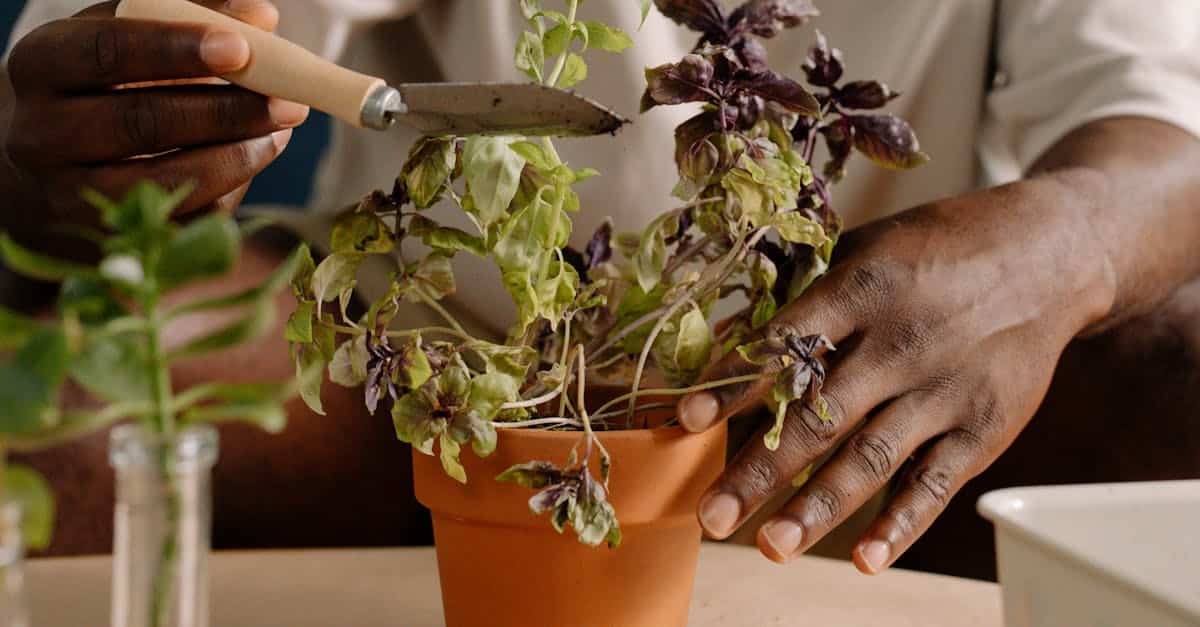 découvrez nos conseils essentiels pour prendre soin du basilic et assurer une croissance saine et aromatique de cette herbe incontournable en cuisine.