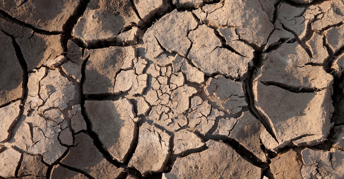 la terre de diatomée est une poudre naturelle utilisée pour le jardinage, la filtration, et comme insecticide écologique, offrant une solution efficace et non toxique.