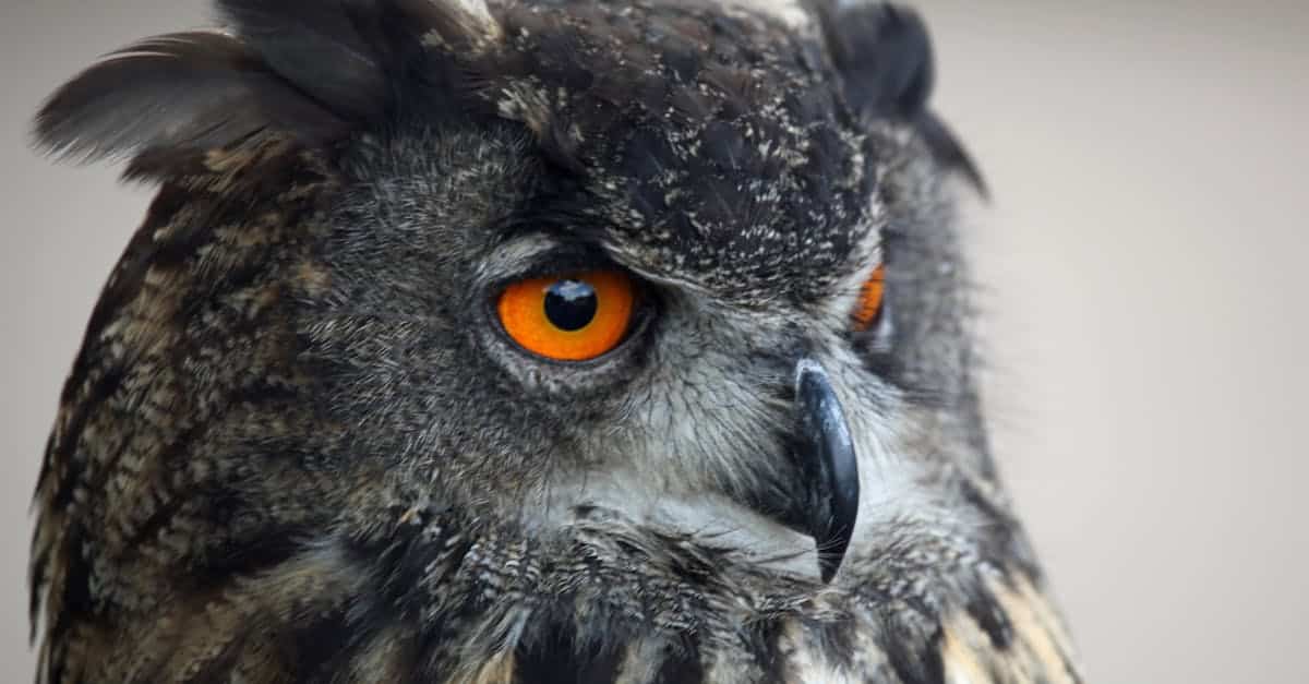 découvrez le hibou grand-duc, un rapace nocturne majestueux connu pour sa taille imposante et ses yeux perçants, symbole de sagesse et de mystère.