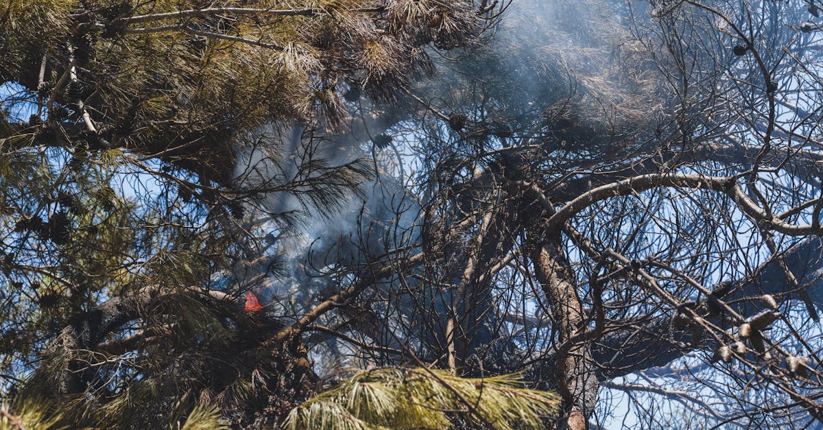découvrez les plantes présentant des risques d'incendie, leurs caractéristiques et comment les gérer pour assurer la sécurité de votre jardin et de votre maison.