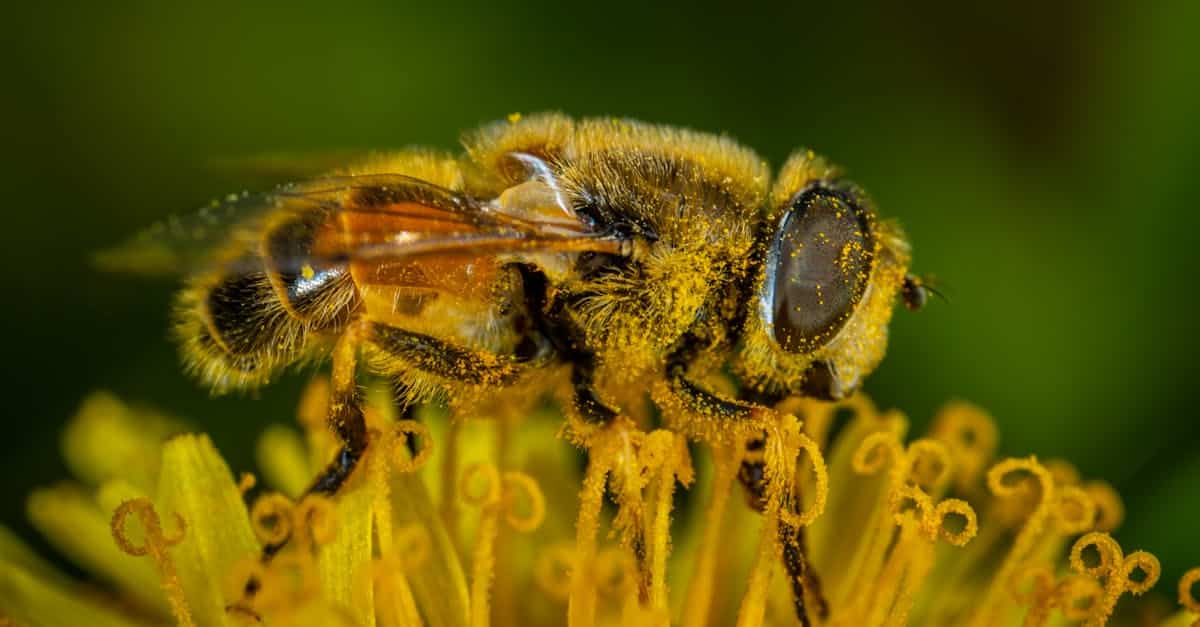 découvrez comment reconnaître, prévenir et traiter les allergies au pollen pour mieux profiter du printemps sans éternuements ni inconfort.