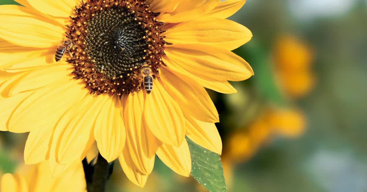 découvrez notre sélection de fleurs attractives pour les pollinisateurs, favorisant la biodiversité et la santé de votre jardin.