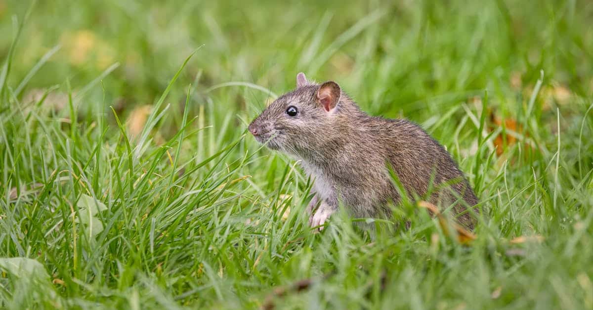 solutions efficaces pour le contrôle des rats : prévention, élimination et conseils pour protéger votre maison et votre entreprise.