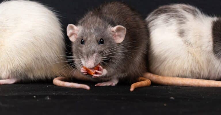 solutions efficaces et naturelles pour le contrôle des rats : prévention, élimination et conseils pour protéger votre maison.