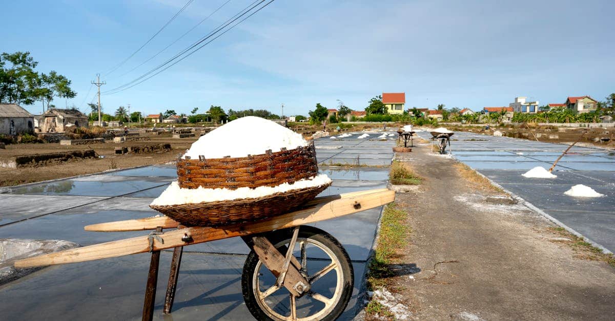 découvrez le processus de récolte du sel, ses méthodes traditionnelles et modernes, ainsi que son importance dans l'industrie alimentaire et au-delà.