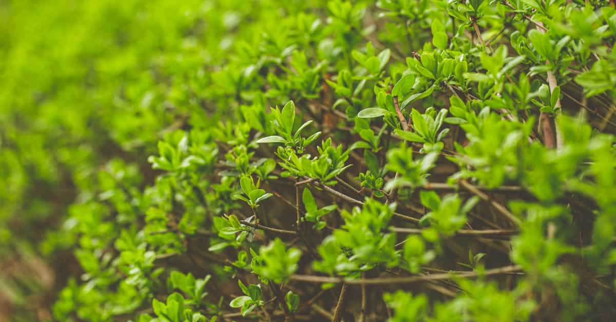 guide complet pour choisir les arbustes adaptés à votre jardin : conseils, variétés et astuces pour un aménagement paysager réussi.