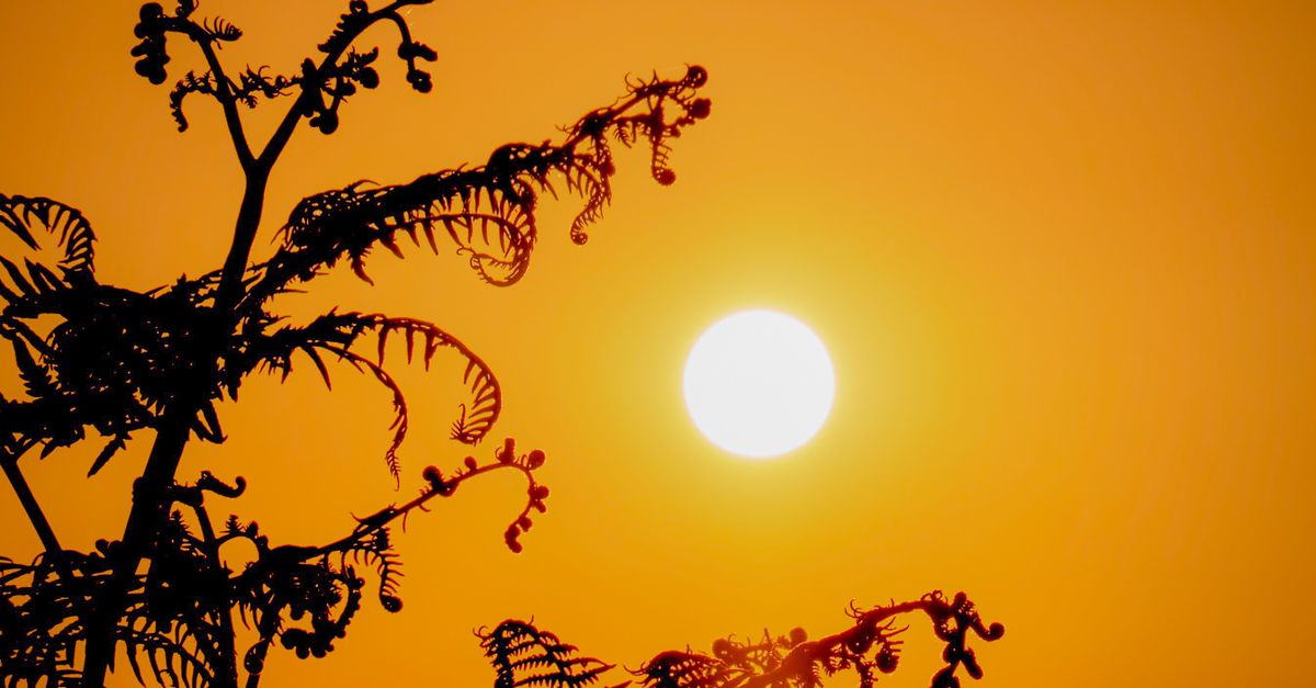 découvrez tout sur la heatwave : conseils, précautions et informations essentielles pour rester en sécurité et au frais durant les vagues de chaleur.